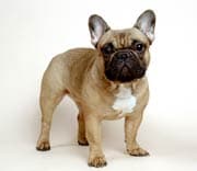 French Bulldog yavrusu 1
