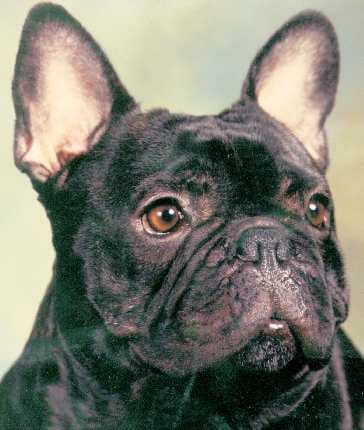 French Bulldog yavrusu 1