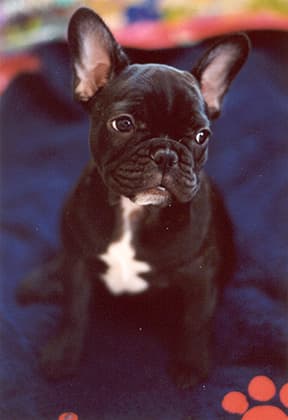 French Bulldog yavrusu 1