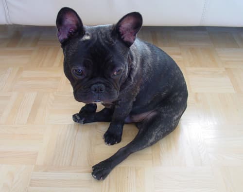French Bulldog yavrusu 1