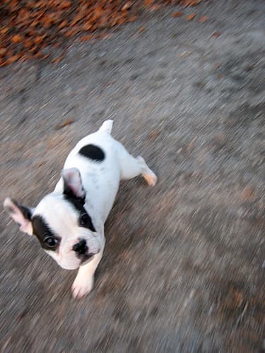 French Bulldog yavrusu 1