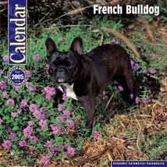 French Bulldog yavrusu 1