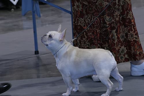 French Bulldog yavrusu 1
