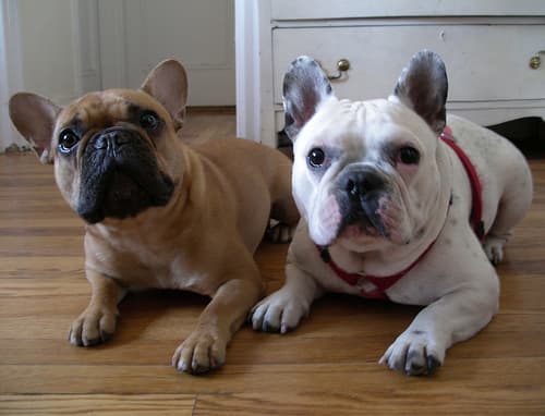 French Bulldog yavrusu 1