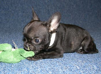 French Bulldog yavrusu 1