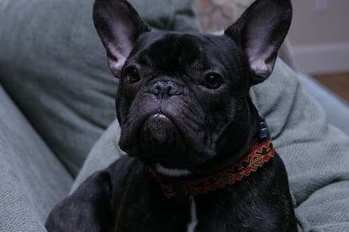 French Bulldog yavrusu 1