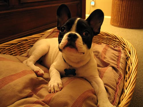 French Bulldog yavrusu 1