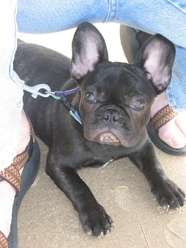 French Bulldog yavrusu 1