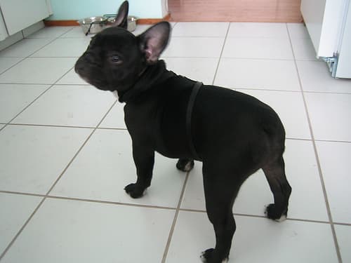 French Bulldog yavrusu 1