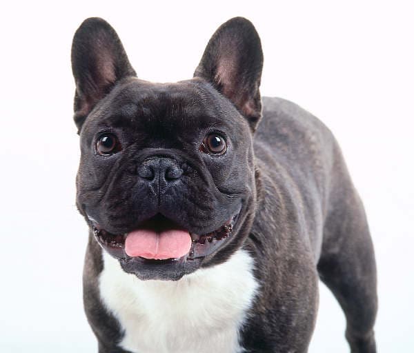 French Bulldog yavrusu 1