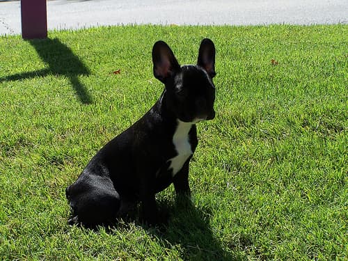 French Bulldog yavrusu 1