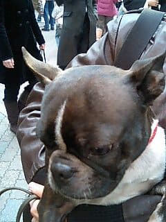 French Bulldog yavrusu 1