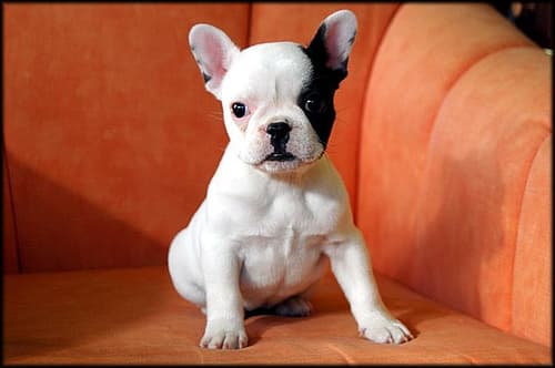 French Bulldog yavrusu 1