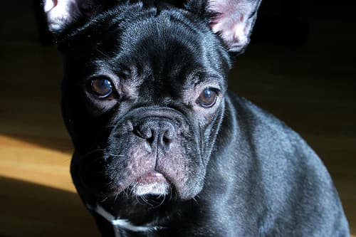 French Bulldog yavrusu 1