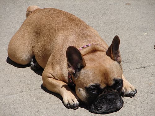 French Bulldog yavrusu 1