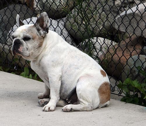 French Bulldog yavrusu 1