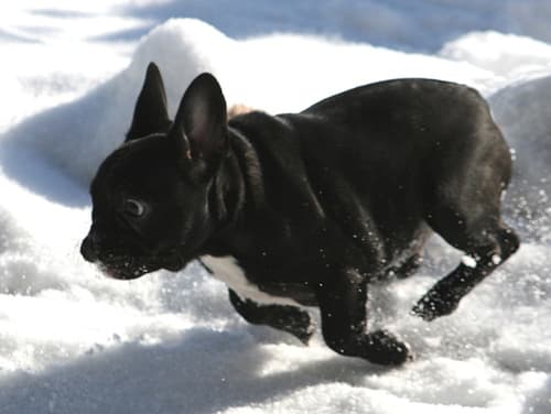 French Bulldog yavrusu 1