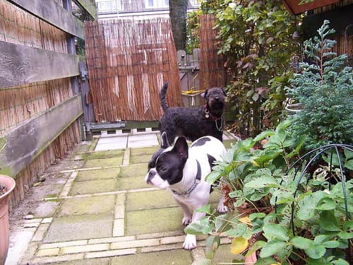 French Bulldog yavrusu 1