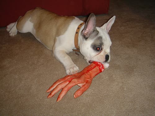 French Bulldog yavrusu 1