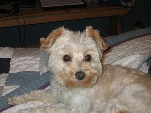 Maltese Terrier yavrusu 1