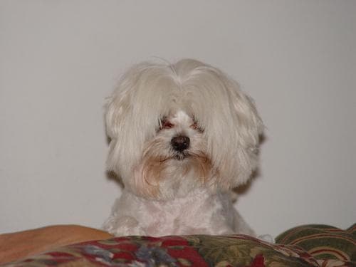 Maltipoo yavrusu 1