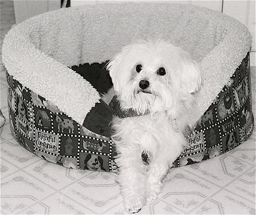 Maltese Terrier yavrusu 1