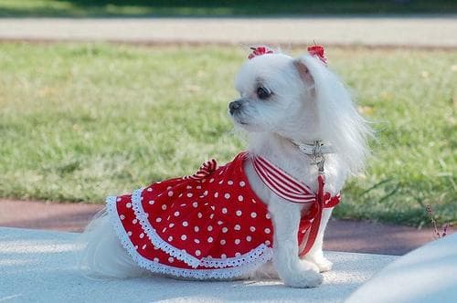 Maltipoo yavrusu 1