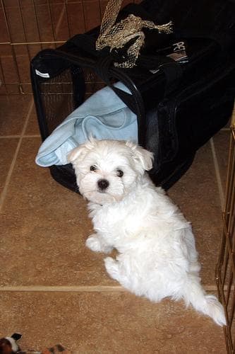 Maltese Terrier yavrusu 1