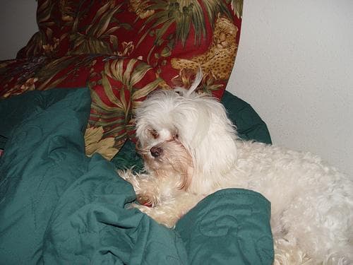 Maltese Terrier yavrusu 1