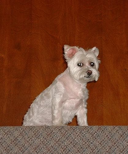 Maltipoo yavrusu 1
