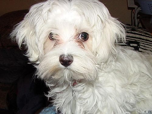 Maltipoo yavrusu 1