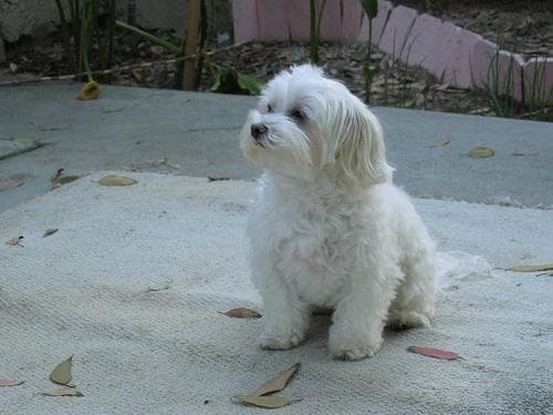 Maltipoo yavrusu 1