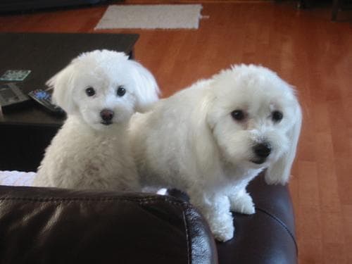 Maltipoo yavrusu 1