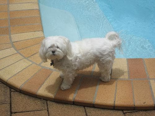 Maltipoo yavrusu 1