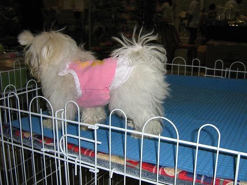 Maltese Terrier yavrusu 1