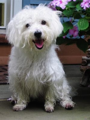 Maltese Terrier yavrusu 1
