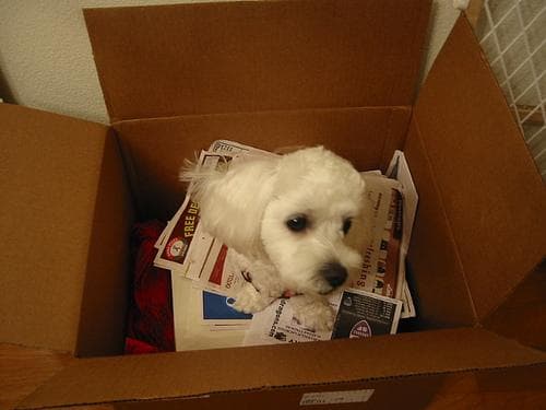 Maltese Terrier yavrusu 1