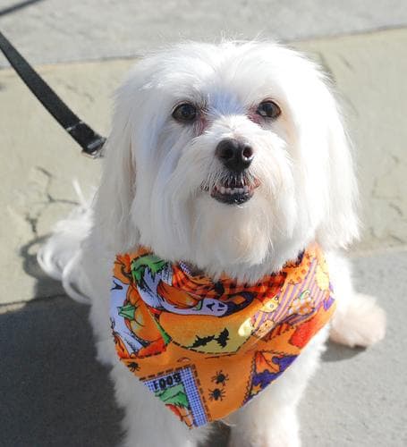 Maltipoo yavrusu 1