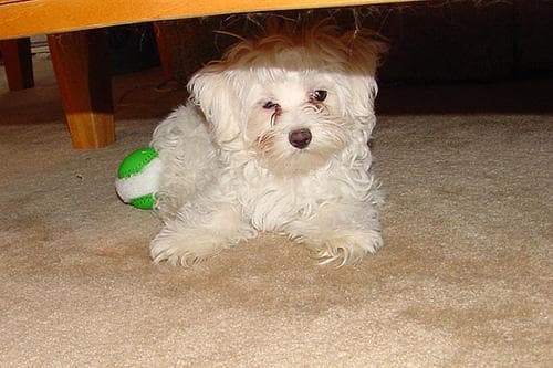 Maltipoo yavrusu 1