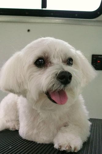 Maltese Terrier yavrusu 1