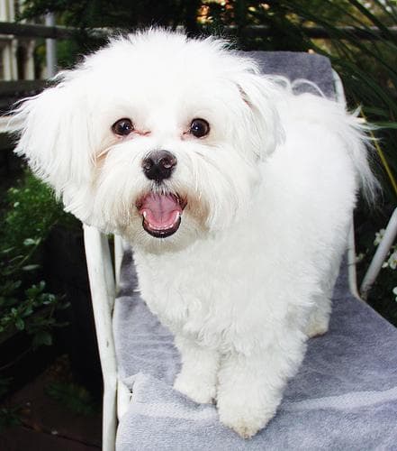 Morkie yavrusu 1