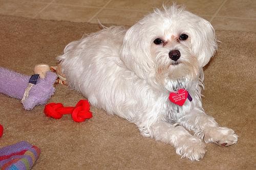 Maltese Terrier yavrusu 1