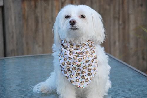 Maltese Terrier yavrusu 1
