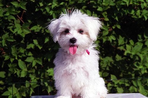 Maltese Terrier yavrusu 1