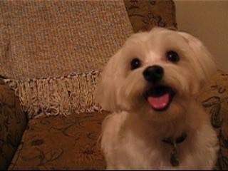 Maltese Terrier yavrusu 1
