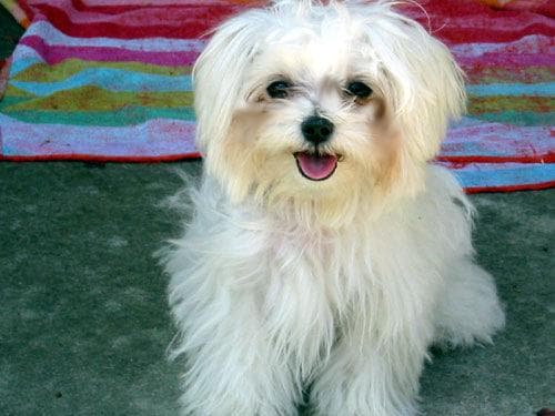 Maltipoo yavrusu 1