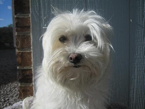 Maltese Terrier yavrusu 1