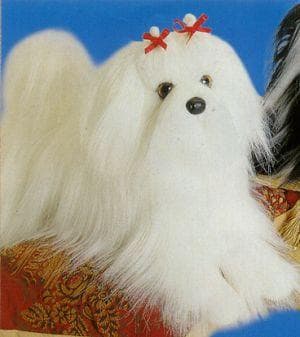Maltese Terrier yavrusu 1