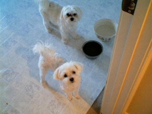 Maltese Terrier yavrusu 1