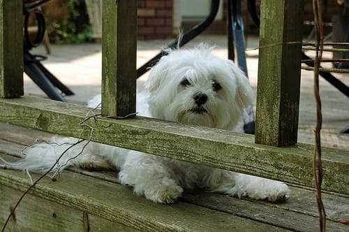 Maltipoo yavrusu 1